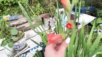 The Beautiful Flowers In My Garden! ♥️♥️ || anya p special video for fans #7