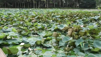 Kandawgyi* Lake*|Park*|Yangon|Myanmar| part 1 #9