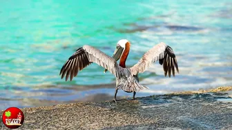 ANGELS on EARTH | HAULOVER INLET BEACH - BOAT ZONE MIAMI #2