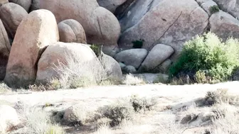 Desert Twilight Joshua Tree #4