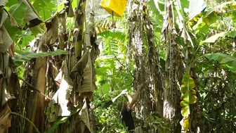 Off Grid Paradise: Permaculture Living in a Jungle Food Forest #3