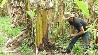 Off Grid Paradise: Permaculture Living in a Jungle Food Forest #7