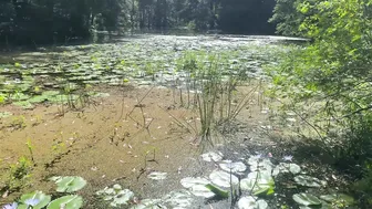 Off Grid Morning Routine: Swimming and Foraging for Tropical Fruit #4