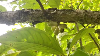 Off Grid Morning Routine: Swimming and Foraging for Tropical Fruit #7