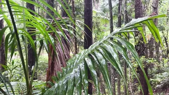 Moving into Our Off Grid Cabin in the Rainforest! #10