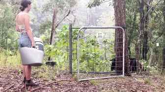 Living in Nature’s Rhythms: Off Grid in the Australian Rainforest #10