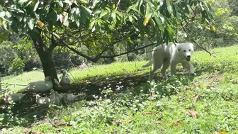 Living in Nature’s Rhythms: Off Grid in the Australian Rainforest #8