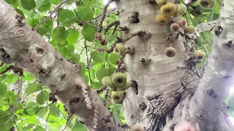 Australian Autumn Routines In Our Permaculture Food Forest #5