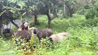 Daily Life: Shepherding on our Rainforest Farm #10