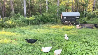 Daily Life: Shepherding on our Rainforest Farm #2