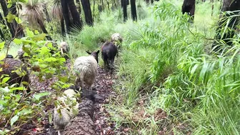 Daily Life: Shepherding on our Rainforest Farm #9