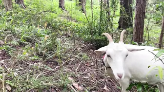 Renovating The Old Farm Shed! Sustainable Life and Building In The Woods #10