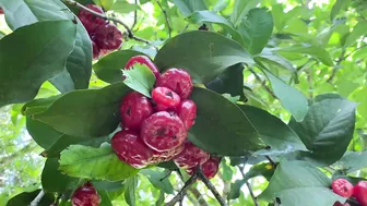 Canoeing To A Hidden Orchard In Our Magical Permaculture Food Forest! #8