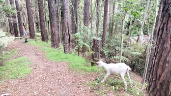 Daily Routines In The Australian Rainforest #3