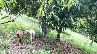 Daily Routines In The Australian Rainforest #5