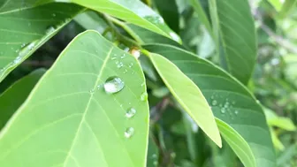 Daily Routines In The Australian Rainforest #7