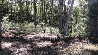 Foraging For Natural Dyes In The Australian Bush! Dyeing My Clothes In Nature #5