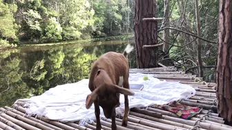 Summer Days in the Rainforest: Building a Bamboo Treehouse! #8