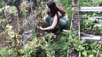 Our Morning Routine: Feeding all the Animals and Cooking a Homegrown Meal Foraged from the Garden #10