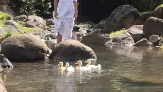 Calming Video of Our Ducklings' First Swim in the Stream (with Anastasia the Mumma Duck) #1