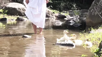 Calming Video of Our Ducklings' First Swim in the Stream (with Anastasia the Mumma Duck) #3