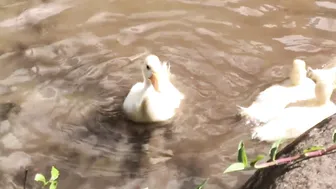 Calming Video of Our Ducklings' First Swim in the Stream (with Anastasia the Mumma Duck) #4