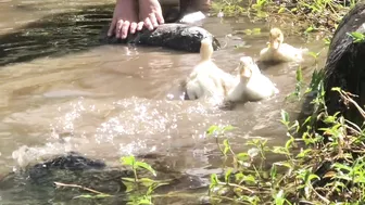 Calming Video of Our Ducklings' First Swim in the Stream (with Anastasia the Mumma Duck) #5