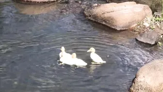 Calming Video of Our Ducklings' First Swim in the Stream (with Anastasia the Mumma Duck) #7