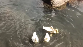 Calming Video of Our Ducklings' First Swim in the Stream (with Anastasia the Mumma Duck) #8