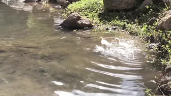 Calming Video of Our Ducklings' First Swim in the Stream (with Anastasia the Mumma Duck) #9