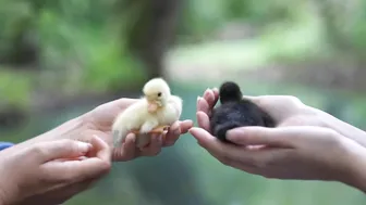 Calming Swim with My Pet Ducks: Daily Life in the Countryside #2