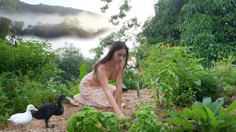 Daily Routines of My Countryside Life: Harvesting and Cooking from Tropical Fruit