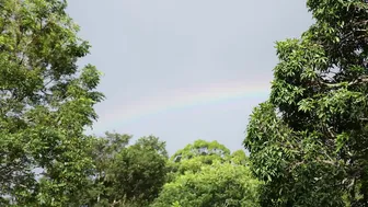 Daily Routines of My Countryside Life: Harvesting and Cooking from Tropical Fruit #6