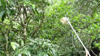 Harvesting and Cooking the Rare Fruits of the Australian Rainforest #8