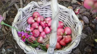 Season of Juicy Jambu: Harvests, Cooking and the Long Days of Summer #3