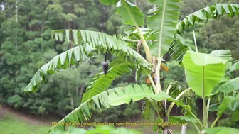 The Calming Sounds of Summertime: Harvesting, Cooking and Gardening #4