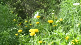 The Calming Sounds of Summertime: Harvesting, Cooking and Gardening #7