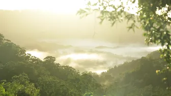 One Year of Raw, Calm Moments from our Rain Forest Home: Relaxing Sounds of Birdsong and Foraging #2