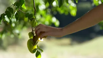 The Days of Abundant Harvests: Life in the Countryside #3