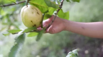 Harvesting and Cooking in the Countryside: A Self Sufficient Paradise #3