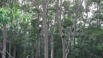 Life in a Huge Food Forest Where Tropical Fruit Grows All Year Round #10