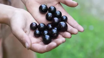 Daily Life in a Tropical Fruit Forest #7