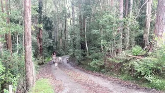 Magical Days of Autumn: Routines of a Slow Life in the Australian Rainforest #7