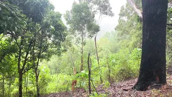 The Abundant Beauty of Summer: Cooking and Foraging From our Permaculture Food Forest #8