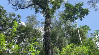 Summer in the Rainforest: Building with Bamboo and Permaculture Living #7