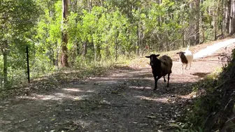 Spring Routines: Living Off-Grid in the Australian Wilderness #2