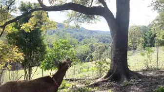 Our Morning Routine: A Joyful Slow Life of Harvesting Fruit and Caring for Farm Animals #6