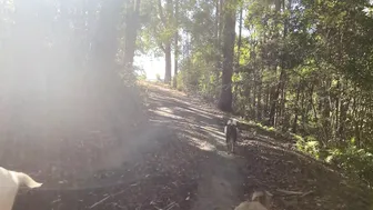 A Calming Morning Routine of Foraging in the Food Forest and Caring for Animals #3