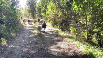 A Calming Morning Routine of Foraging in the Food Forest and Caring for Animals #7