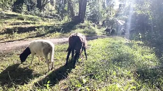 A Calming Morning Routine of Foraging in the Food Forest and Caring for Animals #8